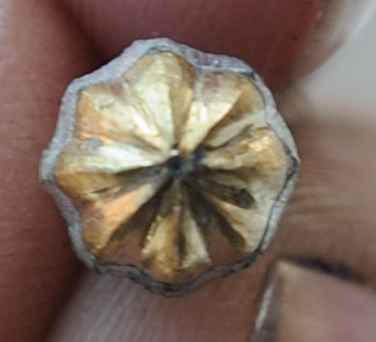 Brass rivets